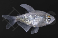 030029_Moenkhausia-pitteri_Brillant-Salmler_01