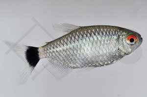 030030_Moenkhausia-sanctaefilomenae_Rotaugen-Moenkhausia_01