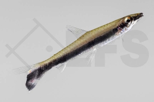 030032_Nannostomus-unifasciatus_Schraegsteher_01