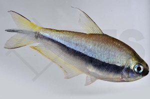 030033_Nematobrycon-palmeri_Kaisertetra_01