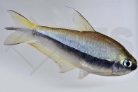 030033_Nematobrycon-palmeri_Kaisertetra_01