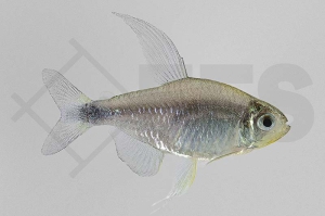 030040_Hyphessobrycon-elachys_Schilfssalmler_01