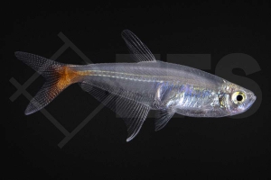 030043_Prionobrama-filigera_Rotflossen-Glassalmler_02