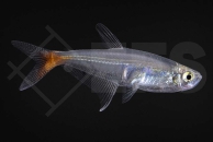 030043_Prionobrama-filigera_Rotflossen-Glassalmler_02