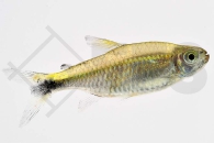 030051_Hemigrammus-hyanuary_Gruener-Neon_01