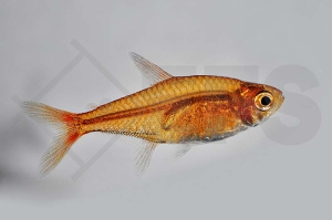 030053_Hyphessobrycon-amandae_Feuertetra_01