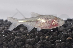 030055_Astyanax-jordani_Blinder-Hoehlensalmler_01