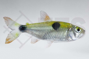 030058_Exodon-paradoxus_Zweitupfen-Raubsalmler_01