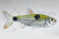 030058_Exodon-paradoxus_Zweitupfen-Raubsalmler_01