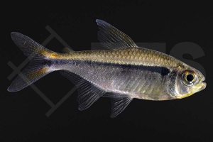 030059_Hyphessobrycon-heterorhabdus_Dreibandsalmler_01