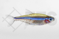 030062_Paracheirodon-simulans_Blauer-Neon_01