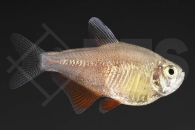 030065_Hyphessobrycon-flammeus_Roter-von-Rio-orange_01