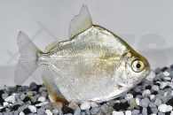 030070_Metynnis-argenteus_Silberdollar_01