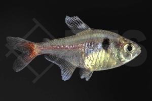 030071_Megalomphodus-roseus_Gelber-Phantomsalmler_01