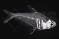 030072_Protocheirodon-Pi_Bergkristallsalmler_01