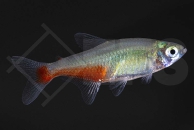 030074_Aphyocharax-rathbuni_Rubinsalmler_02