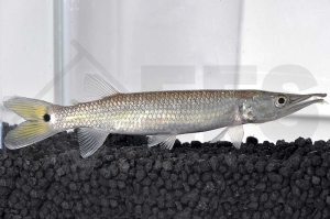 030082_Ctenolucius-hujeta_Hujeta-Hechtsalmler_01