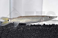 030082_Ctenolucius-hujeta_Hujeta-Hechtsalmler_01