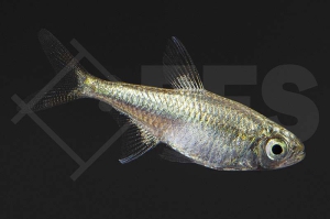 030083_Hemigrammus-rodwayi_Goldtetra_01