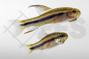 030085_Poecilocharax-weitzmani_Weitzmans-Raubsalmler_02