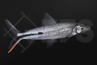 030087_Hemiodopsis-gracilis_Rotschwanz-Federsalmler_01