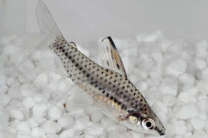 030088_Chilodus-punctatus_Punktierter-Kopfsteher_01