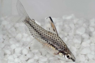 030088_Chilodus-punctatus_Punktierter-Kopfsteher_01