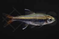 030091_Hyphessobrycon-loretoensis_Loretosalmler_01