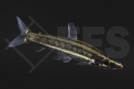 030093_Anostomus-ternetzi_Goldstreifen-Kopfsteher_01