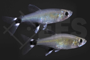 030144_Aphyocharax-paraguayensis_Augenflecksalmler_02