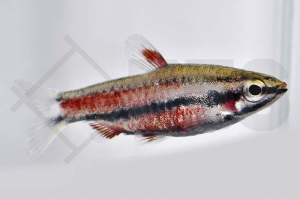 030102_Nannostomus-rubrocaudatus_Purpur-Zwergziersalmler_01