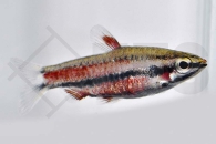 030102_Nannostomus-rubrocaudatus_Purpur-Zwergziersalmler_01