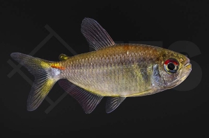 030106_Hemigrammus_sp_iquitos_01