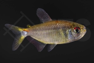 030106_Hemigrammus_sp_iquitos_01