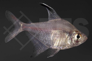 030107_Hyphessobrycon-robertsi_Sichelsalmler_01