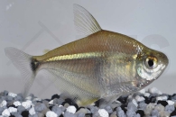 030108_Poptella-paraguayensis_Diskussalmler_01