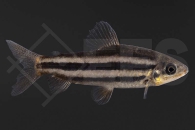 030111_Leporinus-striatus_Gestreifter-Leporinus_01