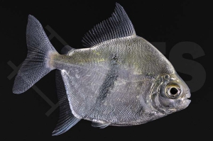 030112_Myleus-schomburgkii_Schomburgks-Scheibensalmler_01