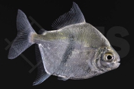 030112_Myleus-schomburgkii_Schomburgks-Scheibensalmler_01