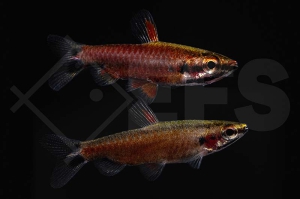 030113_Nannostomus_sp_III_Cenepa_Cenepa-Zwergziersalmler_01