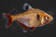 030116_Hyphessobrycon-eques_Blutsalmler_Brillant_02