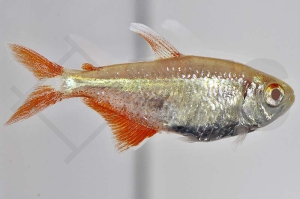 030117_Hyphessobrycon-anisitsi_Rautenflecksalmler-albino_01