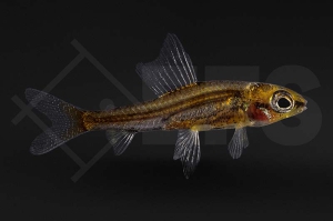 030119_Odontocharacidium-aphanes_Zorniger-Zwergpfeilsalmler_01