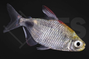 030120_Bathyaethinops-breuseghemi_Afrikanischer-Mondsalmler_01