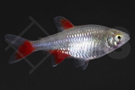 030121_Aphyocharax-anisitsi_Rotflossensalmler_02