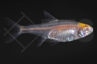 030122_Hemigrammus_erythrozonus_Gluehlichtsalmler_albino_01