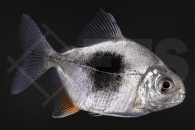 030129_Myleus-blackberry_Scheibensalmler_Blackberry_01