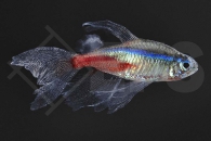 030132_Paracheirodon-innesi_Schleier-Neonsalmler_01