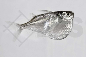 030134_Thoracocharax-securis_Platinbeilbauch_01