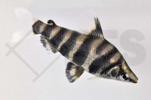 030153_Abramites-hypselonotus_Brachsensalmler_01